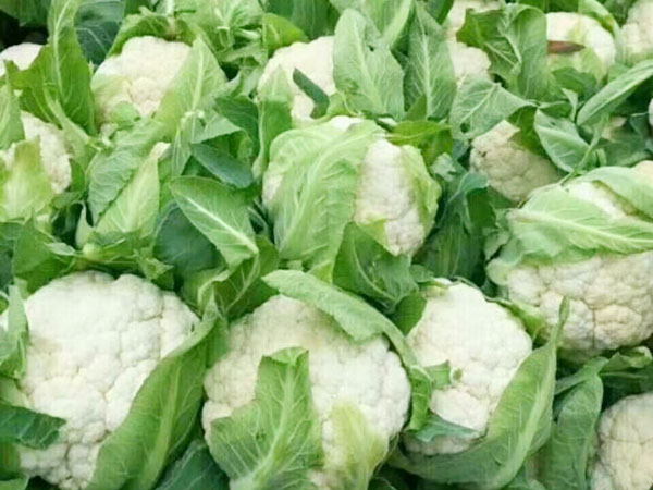 蔬菜配送